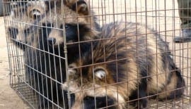 caged raccoon dogs