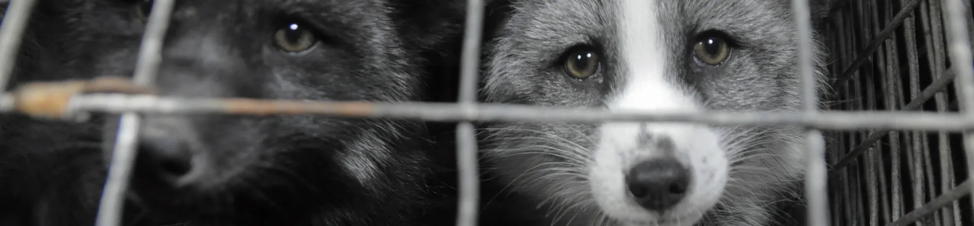 Hugely overweight foxes revealed on Finnish fur farms