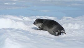 Canadian seal hunt