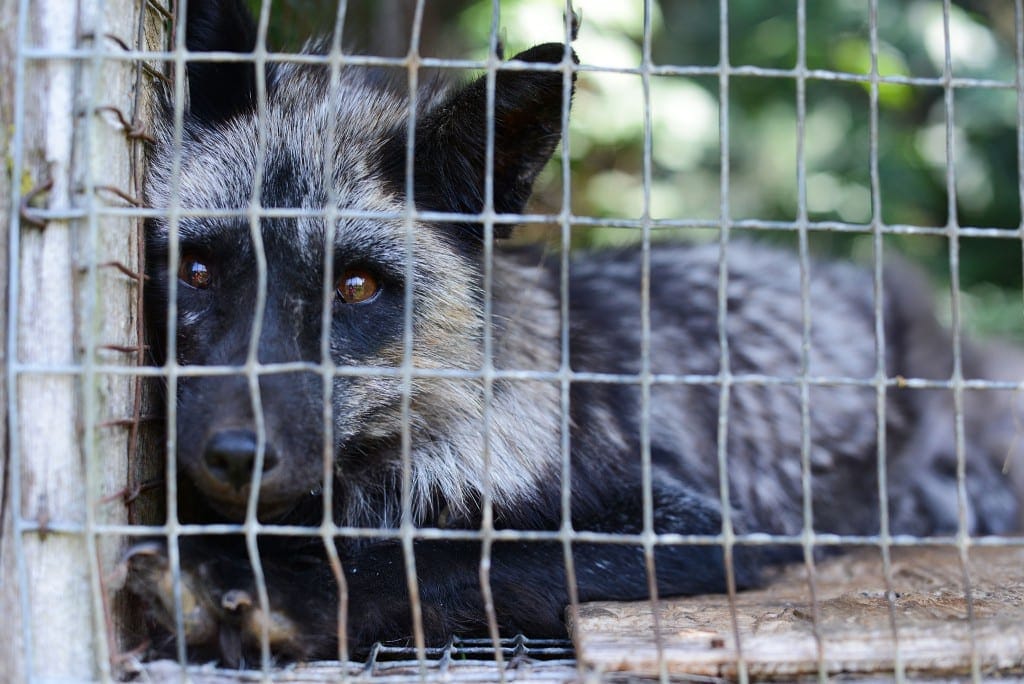 Fox farming in Canada ©Joanne McArthur/We Animals