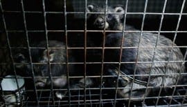 Raccoon dogs on a fur farm