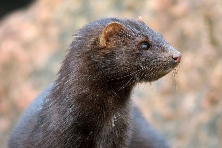 Supreme Dutch Court upholds mink farming ban - Fur Free Alliance