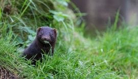 Wild mink