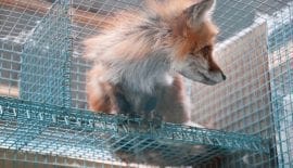 fur sales ban Berkely