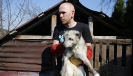 Seventeen foxes rescued from Polish fur farm