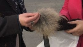 cat fur sold as faux fur