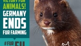 Germany ends fur farming